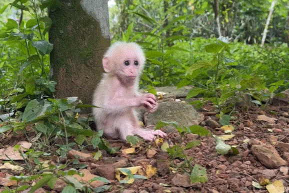 Baby monkey sitting alone on a mossy Angkor Wat ruin, eyes wide and longing, under the ancient forest canopy