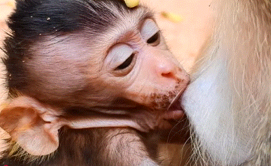 A small baby monkey named Vero drinks urgently from a ripe fruit while her mother watches protectively in the misty Angkor Wat forest at sunrise.