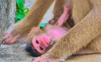 Baby monkey crying alone on mossy stone near Angkor Wat temple, looking for his mother.