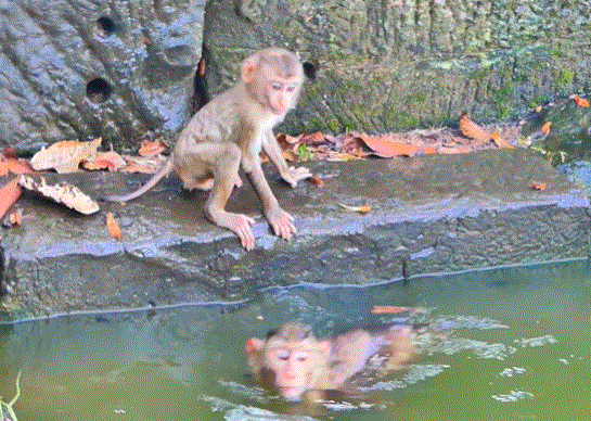 Baby monkey clings to mom during first swim in a forest pool at Angkor Wat