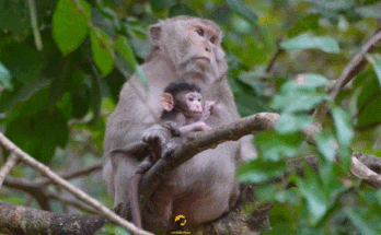 Newborn baby monkey at Angkor Wat takes his first steps beside his mother in the peaceful forest.