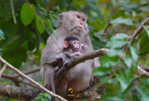 Newborn baby monkey at Angkor Wat takes his first steps beside his mother in the peaceful forest.