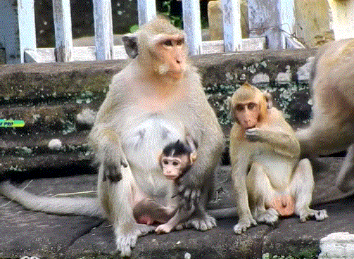 Misty forest near Angkor Wat at dawn, sunlight filtering through ancient temple ruins and twisted tree roots.