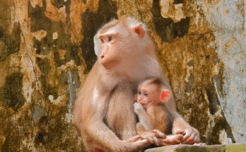 Rainbow, the forest guardian, stands protectively under Angkor’s ancient trees while a newborn baby sleeps peacefully.