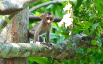 Baby Lily cries loudly and searches for Mama Libby in the Angkor Wat forest while shaking in hunger and fear.