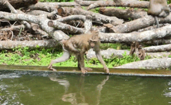 Baby monkeys playing joyfully in a crystal-clear pool at Angkor Wat, surrounded by lush forest greenery.