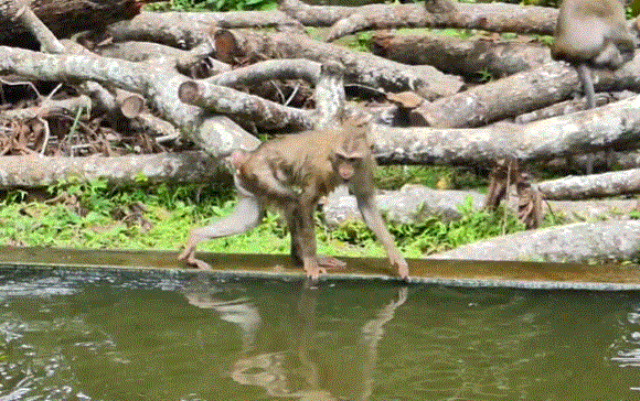 Baby monkeys playing joyfully in a crystal-clear pool at Angkor Wat, surrounded by lush forest greenery.