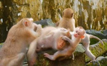 Mother monkey gently nursing her exhausted baby on the forest floor at Angkor Wat.