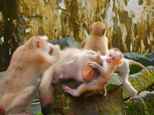 Mother monkey gently nursing her exhausted baby on the forest floor at Angkor Wat.
