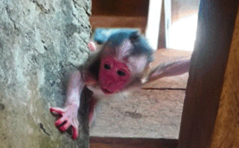 Baby monkey sitting alone on a tree at sunrise, looking for its mother in Angkor Wat forest.