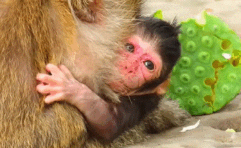 Newborn baby monkey crying while mother begins weaning process in Angkor Wat forest.