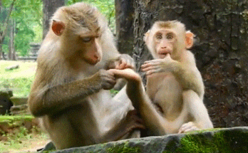 Tiny baby monkey trembling and crying loudly, throwing a tantrum, desperate for mother’s milk in the Angkor Wat forest.