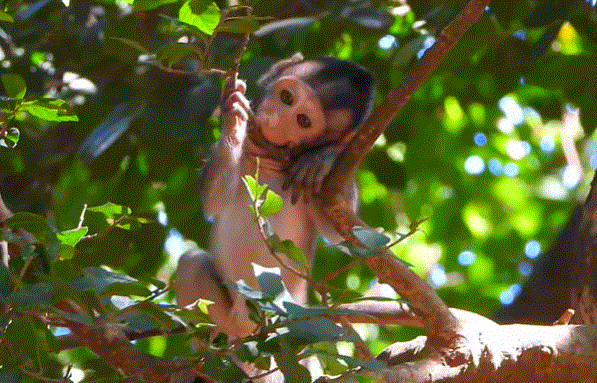 A mother monkey cradling her baby high in a silk-cotton tree in the Angkor Wat forest, bathed in morning light.