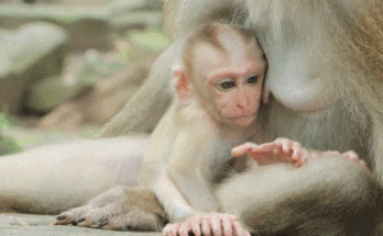 “Rainbow, Jaycee, and Lynx walking through the forested ruins of Angkor Wat, bathed in golden morning light.