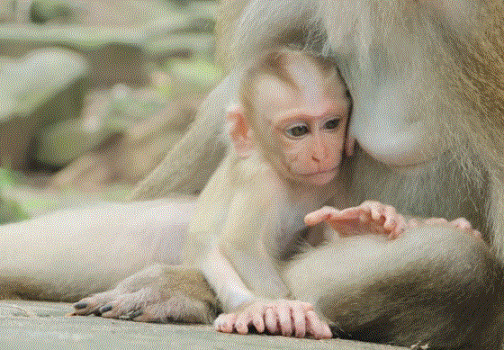 Rainbow, Jaycee, and Lynx walking through the forested ruins of Angkor Wat, bathed in golden morning light.