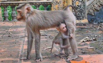 A tiny baby macaque perched on a stone pillar at Angkor Wat, bathed in early morning sunlight, exploring with wide curious eyes.