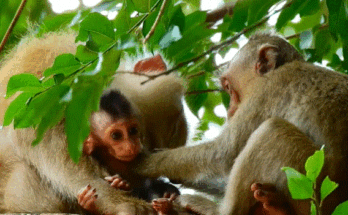 A woman and a young man embraced under the green canopy of the Angkor forest, as a brilliantly colored bird with rainbow-hued feathers flies free above them.