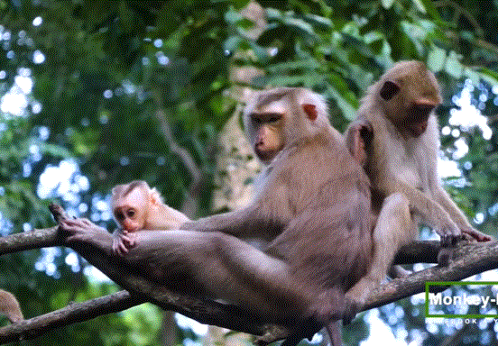 baby macaque monkey clinging to its mother among green forest trees near Angkor Wat