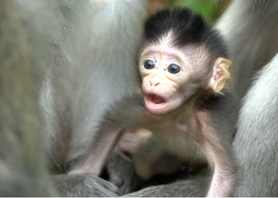 A small, wide-eyed baby monkey sitting alone on a mossy Angkor Wat temple stone, looking hungry and fragile under the forest canopy.