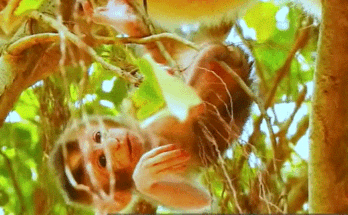 A tiny newborn monkey curled up alone on the forest floor, dappled sunlight filtering through the trees in Angkor Wat.