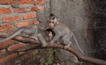 Rocky the monkey sits alone on an ancient Angkor Wat stone, eyes cold and distant, ignoring his troop.