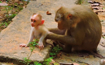 Baby monkey LEO clings to mom LIBBY while crying during weaning lesson in Angkor Wat forest.