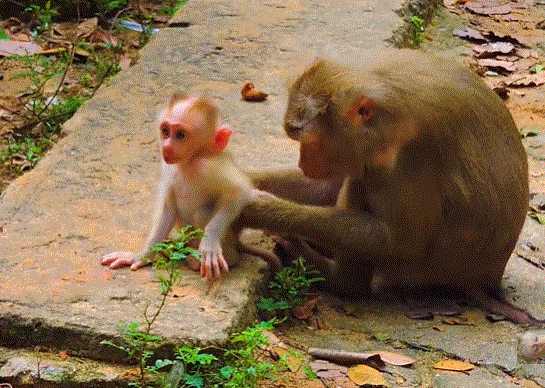 Baby monkey LEO clings to mom LIBBY while crying during weaning lesson in Angkor Wat forest.