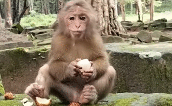 Baby monkey Lilo splashing in a pool of water near Angkor Wat, looking playful and joyful.