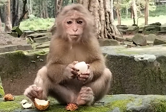 Baby monkey Lilo splashing in a pool of water near Angkor Wat, looking playful and joyful.