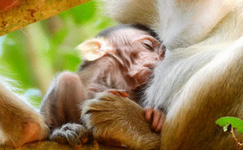 Baby monkey peacefully sleeping in mother’s arms after drinking milk in Angkor Wat forest.