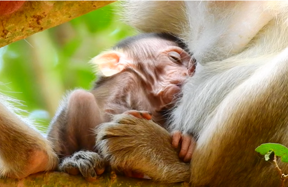 Baby monkey peacefully sleeping in mother’s arms after drinking milk in Angkor Wat forest.