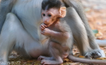 Alba, the baby monkey, holding tightly onto her mother with teary eyes in the lush Angkor Wat forest.