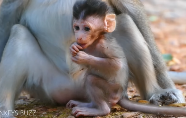 Alba, the baby monkey, holding tightly onto her mother with teary eyes in the lush Angkor Wat forest.