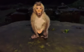 A small, rescued dog named Tin Tin sitting peacefully on a mossy forest floor, sunlight filtering through ancient trees of Angkor forest.