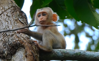 A tiny baby lynx perched on a slender branch high in a tree, flanked by a caring monkey mother and her offspring in the mossy Angkor Wat forest.
