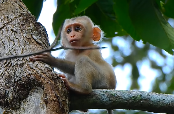 A tiny baby lynx perched on a slender branch high in a tree, flanked by a caring monkey mother and her offspring in the mossy Angkor Wat forest.