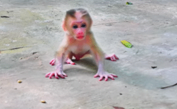 Young baby Lynx sitting quietly while monkey Luna watches nearby in the Angkor Wat forest, expressing tension and hidden emotion.
