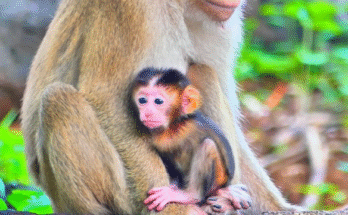 Hybrid baby monkey crying loudly while shaking his body until mother lovingly feeds him in Angkor Wat forest.