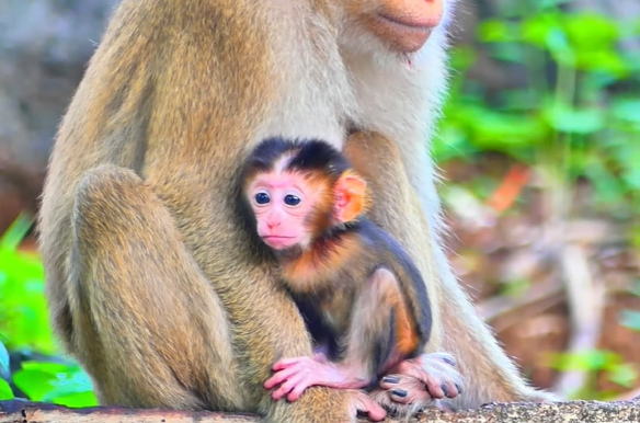 Hybrid baby monkey crying loudly while shaking his body until mother lovingly feeds him in Angkor Wat forest.