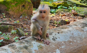 Baby Luna cuddling with family after a morning of playful adventure.