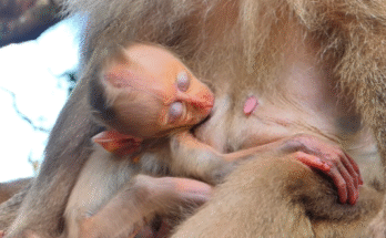 Baby monkey shaking and crying loudly, begging his mother for milk in Angkor Wat.