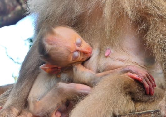 Baby monkey shaking and crying loudly, begging his mother for milk in Angkor Wat.