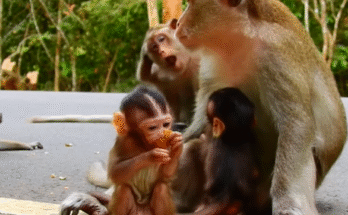 A mother cradling her crying baby under moonlit Angkor Wat trees, with ancient temple ruins in the background.