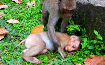 Little monkey Tinky and monkey Luna cuddling on a mossy stone in the Angkor Wat forest