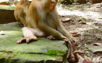 Mama monkey gently teaching her baby in the peaceful Angkor Wat forest.