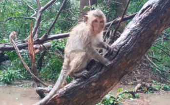 Monkeys enjoying peanuts during the rain in Angkor Wat forest—a peaceful and heartwarming moment.