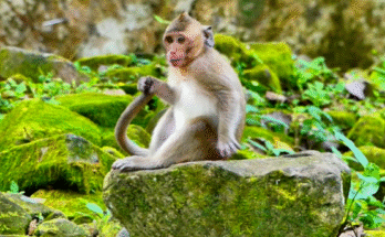 A mother macaque clutching her baby in the Angkor Wat forest, with temple stones softly lit by early morning light.