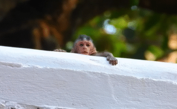 A weary mother, tears in her eyes, holding her small child on the rooftop of an ancient temple at Angkor Wat, surrounded by forest and ruins.