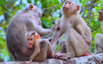 A baby monkey nestled in vines, looking weak but alive after a fall in the forest.