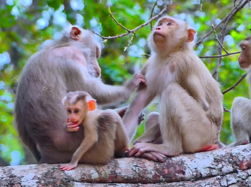 A baby monkey nestled in vines, looking weak but alive after a fall in the forest.